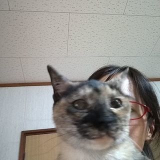 サビ猫女の子　約1歳未手術 - 猫