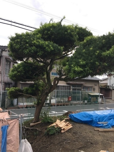 植木です