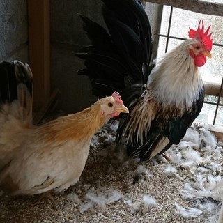 愛玩用矮鶏を各種飼育しています。