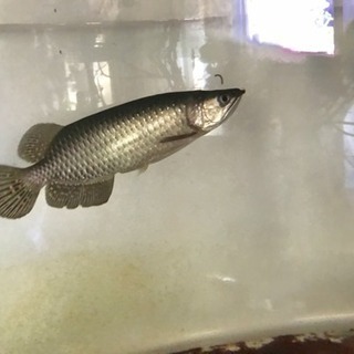 古代魚　 熱帯魚　ノーザンバラムンディ　アロワナ