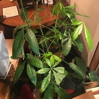 観葉植物差し上げます。