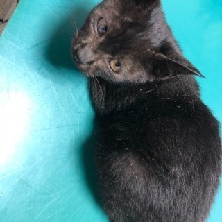 性格の良い 黒猫 メス 約4カ月の保護猫ちゃんの画像