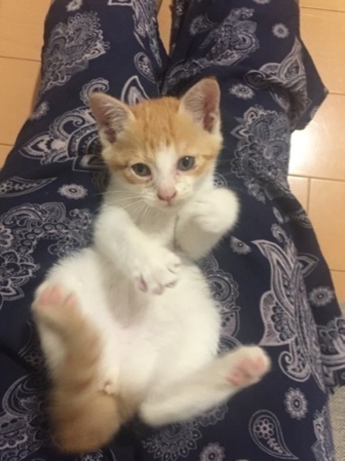 子猫生後2ヶ月 里親募集 Ana 福岡の猫の里親募集 ジモティー