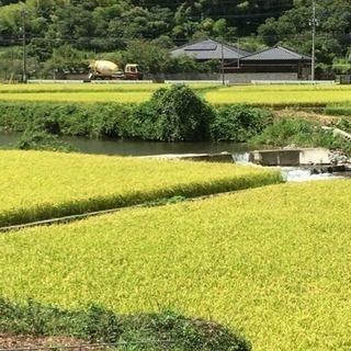 平成30年産 夢つくし 玄米30キロ