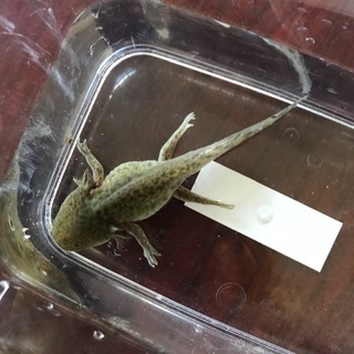 福岡県 古賀市の中古メダカが無料 格安で買える ジモティー