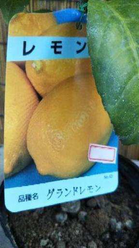 レモンの木 実付きポット苗 Kanapon 調布のその他の中古あげます 譲ります ジモティーで不用品の処分