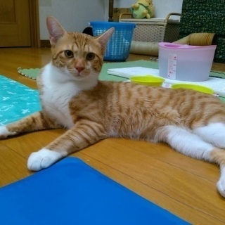 二匹の猫の里親募集してます！ (六十苅茉依) 富山の猫の里親募集 