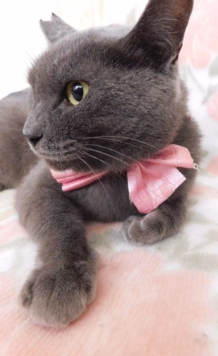 シャルトリュー ブリティッシュショートヘア 可愛い成猫 女の子 Runnrunn 神戸の猫の里親募集 ジモティー