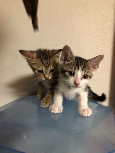 かわいいキジトラとキジ白の里親さんを募集しています とも 高萩の猫の里親募集 ジモティー かわいいキジトラとキジ白の里親さんを募集しています とも 高萩の猫の里親募集 ジモティー