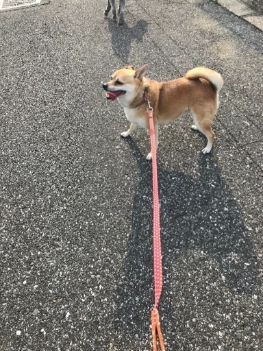 チワワ 柴犬 Mix犬 お譲りします あい 勝浦のその他の里親募集 ジモティー