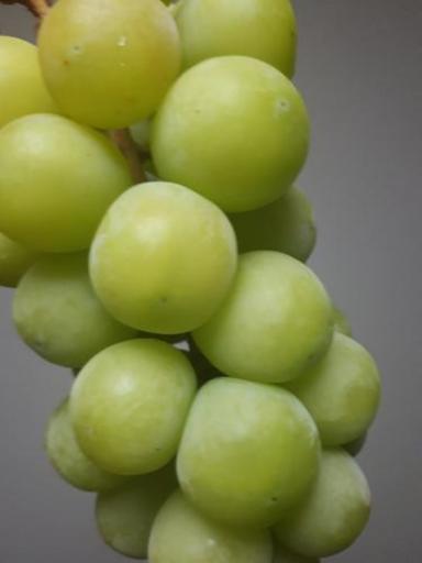 ぶどう狩りに行ける人募集 しゅっち 立川の友達のメンバー募集 無料掲載の掲示板 ジモティー