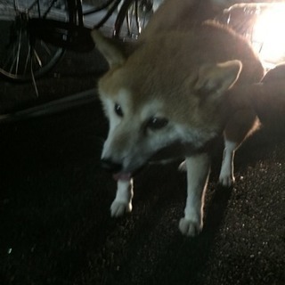 柴犬を保護しています - 教えて