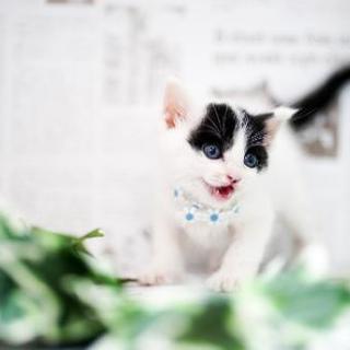 まだ瞳がキトンブルーの赤ちゃん猫さんです おしゃべりで甘えん坊の男の子です ゆりこん 高鷲の猫の里親募集 ジモティー