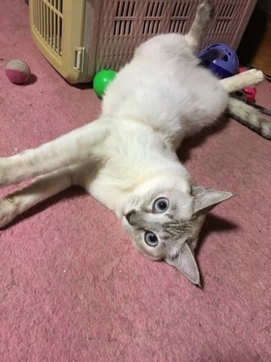 白トラの女の子のチャムです まる 新鉾田の猫の里親募集 ジモティー