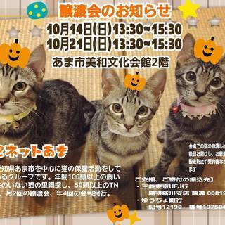 愛知県あま市で子猫の譲渡会