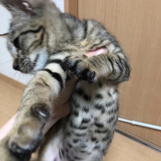 生後4ヶ月の子猫 − 岡山県