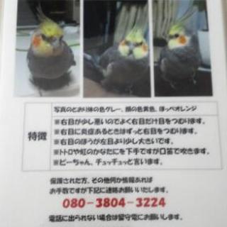 オカメインコの保護