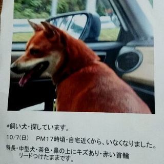 飼い犬、探してます。