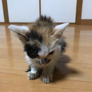 １ヶ月ちょっとの三毛猫 − 千葉県