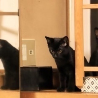 白黒猫兄弟４匹！！ぶちちゃん／ハンサムちゃん／三日月ちゃん／黒ちゃん − 東京都
