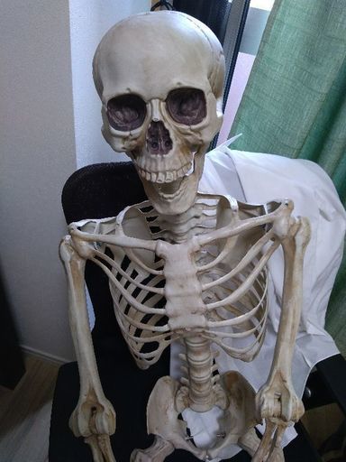 ガイコツ　ハロウィンなどに