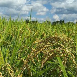 取引中）新米！花巻産ひとめぼれ30kg（玄米）