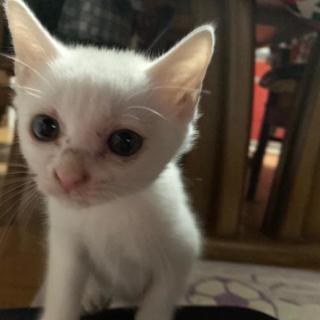 保護白い子猫ちゃん　 - 小山市
