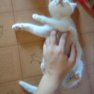 保護白い子猫ちゃん　 − 栃木県