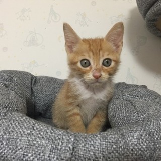 2ヶ月の男の子。 − 大分県