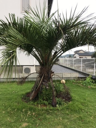 ヤシの木