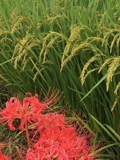 新米  小野市産  ひのひかり 30kg 玄米　令和5年産
