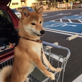 ２歳柴犬の画像