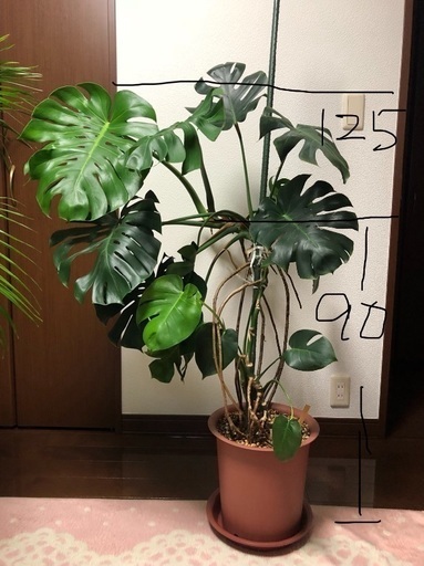 モンステラ 観葉植物 引き取り にゃん 幸手のその他の中古あげます 譲ります ジモティーで不用品の処分 モンステラ 観葉植物 引き取り にゃん 幸手のその他の中古あげます 譲ります ジモティーで不用品の処分