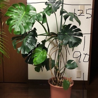 モンステラ 観葉植物 引き取り