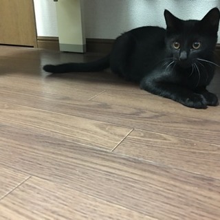 里親募集 黒猫 ４ヶ月 オス(譲渡先決まりました) - 八代市