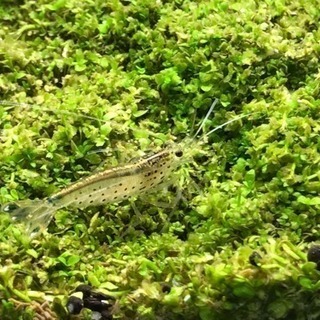 大阪府 大阪市の中古ヤマトヌマエビが無料 格安で買える ジモティー