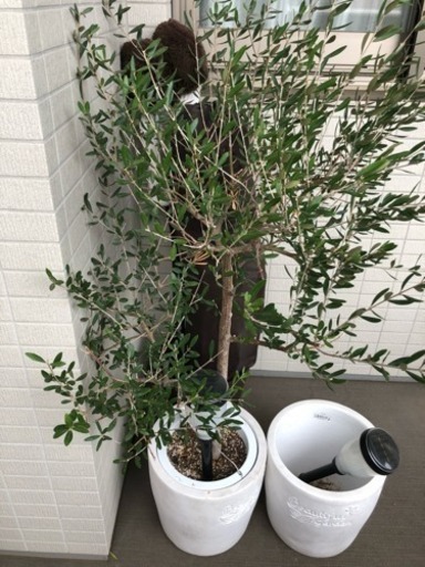観葉植物 オリーブの木 フェニックス 健康生活会 大久保のスポーツの中古あげます 譲ります ジモティーで不用品の処分 観葉植物 オリーブの木 フェニックス 健康生活会 大久保のスポーツの中古あげます 譲ります ジモティーで不用品の処分