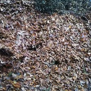 大量の落ち葉と木の枝