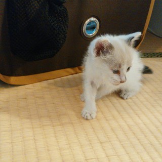 子猫（生後１ヶ月程度）白猫　ブルーアイ - 佐波郡