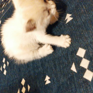 子猫（生後１ヶ月程度）白猫　ブルーアイ - 猫