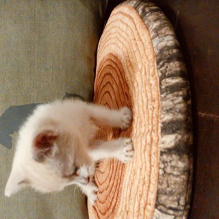 子猫（生後１ヶ月程度）白猫　ブルーアイ − 群馬県