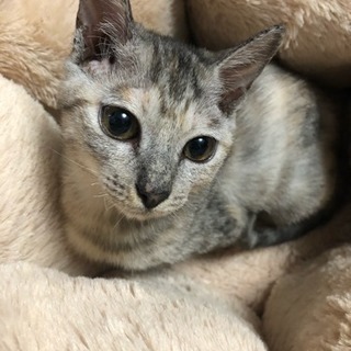 もうすぐ4カ月のメス猫ちゃん