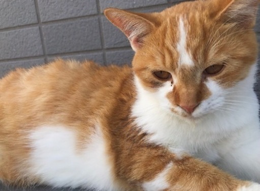 甘えたさんな茶白の男の子 まめ 逆瀬川の猫の里親募集 ジモティー 甘えたさんな茶白の男の子 まめ 逆瀬川の猫の里親募集 ジモティー