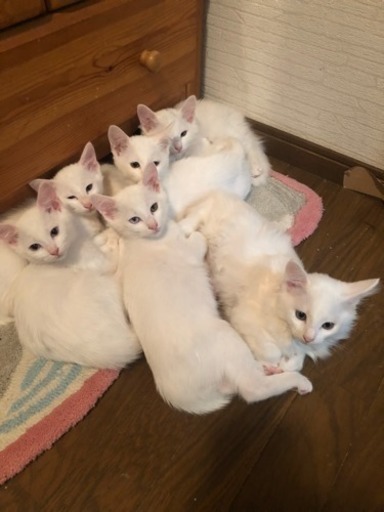 可愛い白い猫ちゃんです 7匹います けい 海南の猫の里親募集 ジモティー