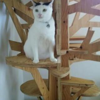 キャット タワー(ツリー) ハンドメイド(限定値下げ)