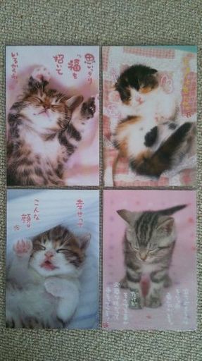 絵葉書 ポストカード 猫 ネコ こねこ 赤ちゃん
