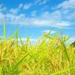 【再受付】新米ヒノヒカリ30㎏  玄米
