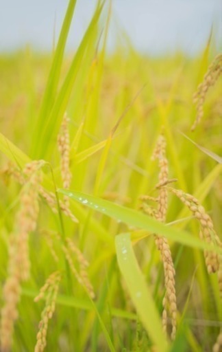 自然 お米30キロ お好きに精米します。