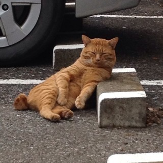 迷い猫参考 − 埼玉県