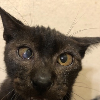 性格の良い 黒猫 メス 約4カ月の保護猫ちゃん - 堺市